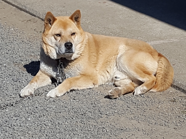 老犬