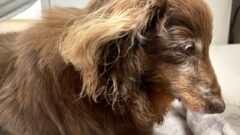 【2026年版】老犬の胃腸炎は放置NG！症状や間違えやすい病気、自宅での対処法を獣医師が解説