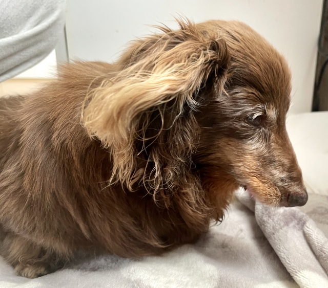 【2026年版】老犬の胃腸炎は放置NG！症状や間違えやすい病気、自宅での対処法を獣医師が解説