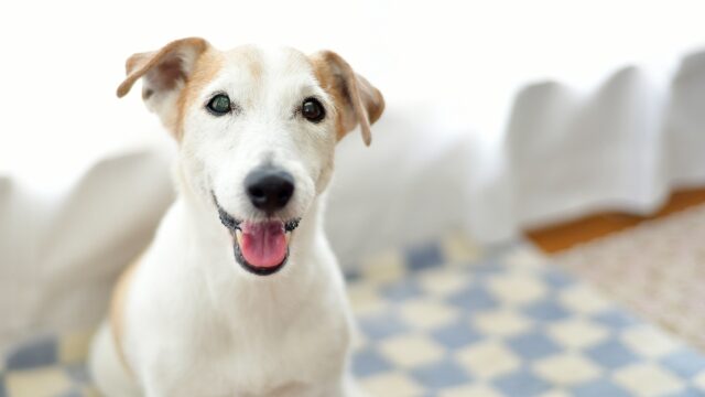 【2026年版】老犬の口腔ケアはどうする？必要性と無理のないケアを獣医師が解説