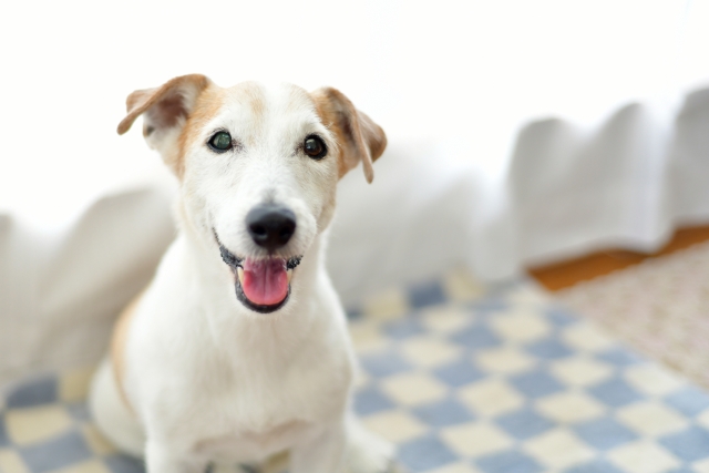 【2026年版】老犬の口腔ケアはどうする?必要性と無理のないケアを獣医師が解説