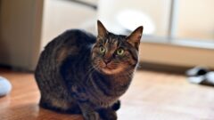 【2026年版】猫の便秘が続くと危険？その原因や対処法、受診の目安を獣医師が解説