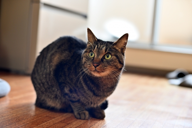 【2026年版】猫の便秘が続くと危険？その原因や対処法、受診の目安を獣医師が解説