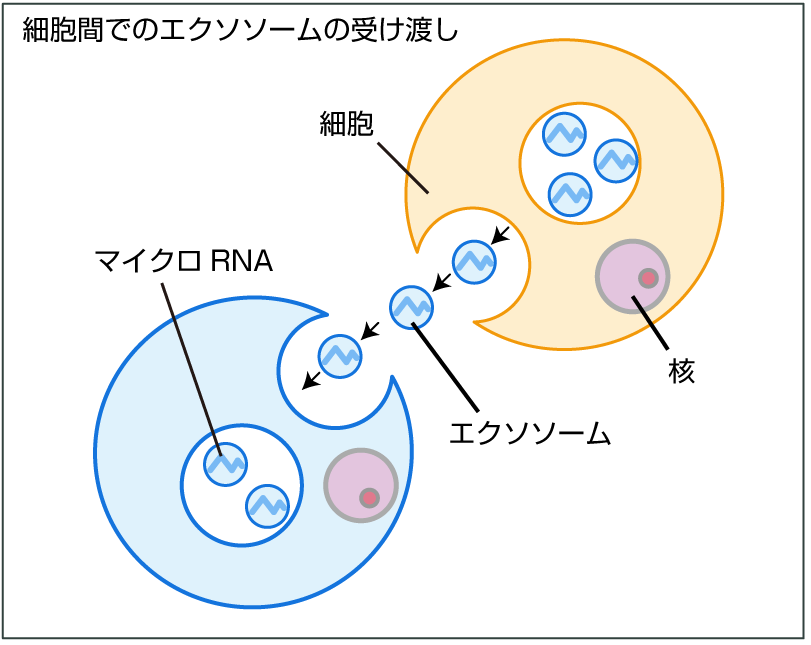 細胞間でのエクソソームの受け渡しを示す図。細胞から放出されたエクソソーム（マイクロRNAを含む）が、別の細胞に受け取られる。