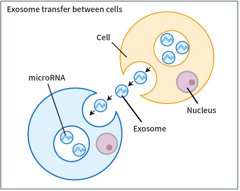 Diagram of exosomes being passed between cells: exosomes containing microRNA are released by one cell and taken up by another.