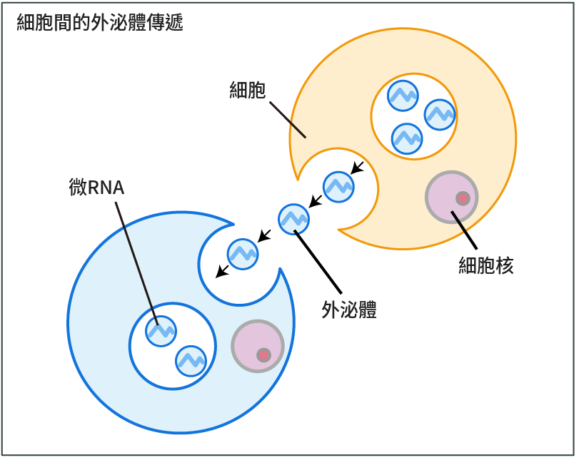 細胞間外泌體傳遞示意圖：含有微RNA的外泌體由一個細胞釋放，並被另一個細胞接收。