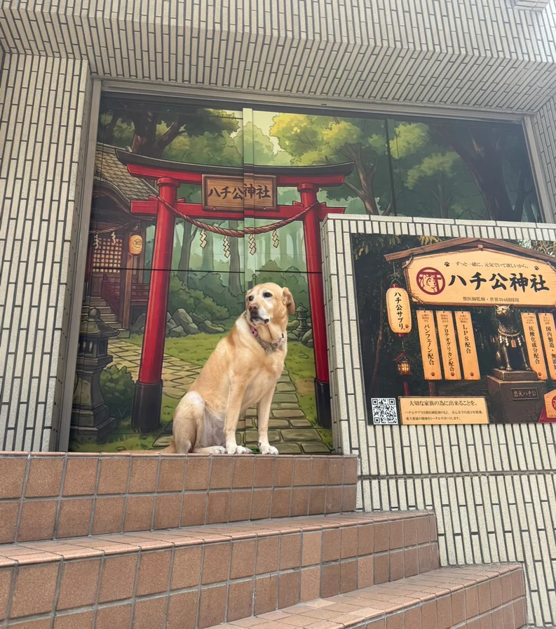 Hachiko Statue Shibuya - Hachiko Shrine & Pet Souvenir, the best health gift for dog and cat lovers in Shibuya