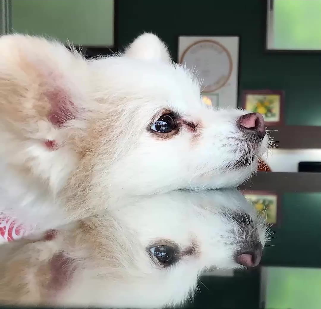 あっぱれくん