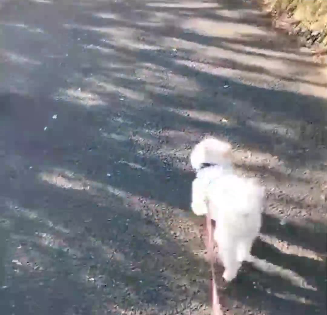 あっぱれくん
